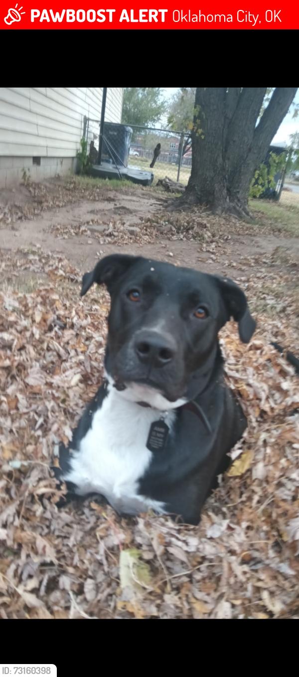 Lost Male Dog last seen Sw Airport rd near Meridian, Oklahoma City, OK 73179