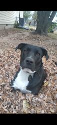 Lost Male Dog last seen Sw Airport rd near Meridian, Oklahoma City, OK 73179