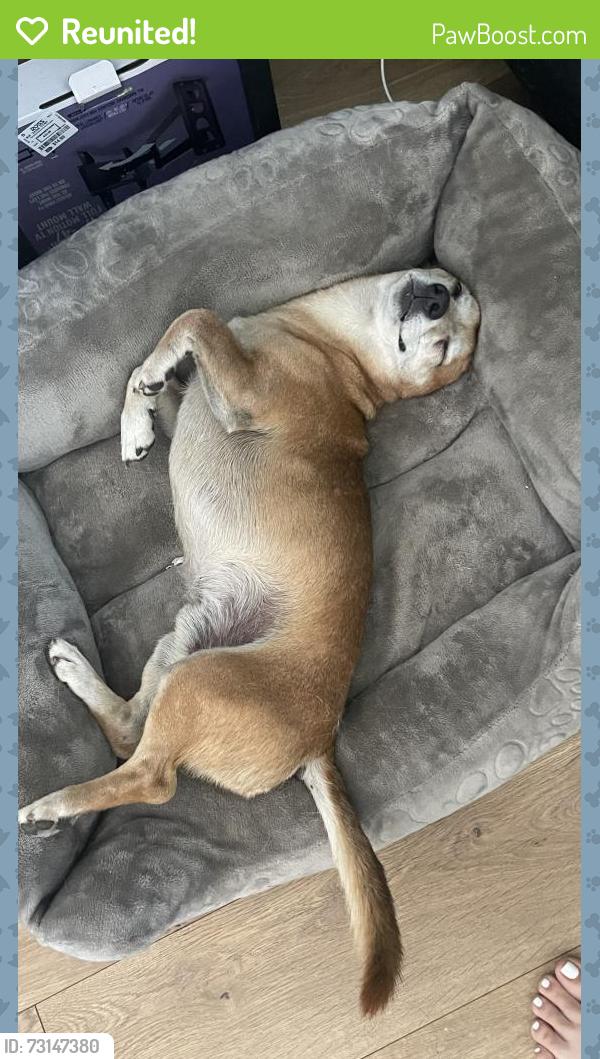 Reunited Male Dog last seen Beech, jurupa, Fontana, CA 92337
