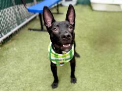 Shelter Stray Male Dog last seen E 161st Street, BRONX, NY, 10452, 326 E 110th St, New York, NY 10029, USA