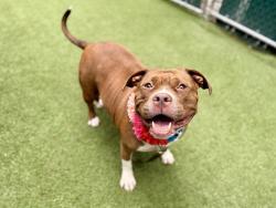 Shelter Stray Female Dog last seen Near E 229th Street Apt 13B, BRONX, NY, 10460, 326 E 110th St, New York, NY 10029, USA