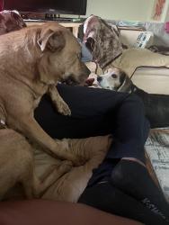 Reunited Male Dog last seen East Syracuse, NY 13057, USA, East Syracuse, NY 13057