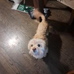 Lost Female Dog last seen Crestline, 82nd st or place near St Bede & St Denis Parish, Chicago, IL 60652