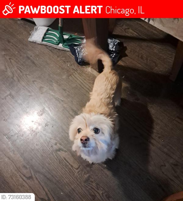 Lost Female Dog last seen Crestline, 82nd st or place near St Bede & St Denis Parish, Chicago, IL 60652