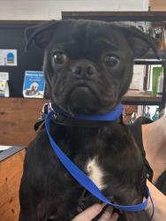 Found/Stray Male Dog last seen Lake Placid Drive, Dallas, TX 75232