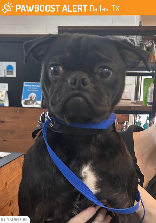 Found/Stray Male Dog last seen Lake Placid Drive, Dallas, TX 75232