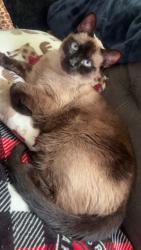 Reunited Male Cat last seen gainsborough limberlost, London, ON N6G 2C7