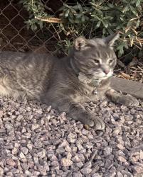 Lost Male Cat last seen North 39th ave, Phoenix, AZ 85029