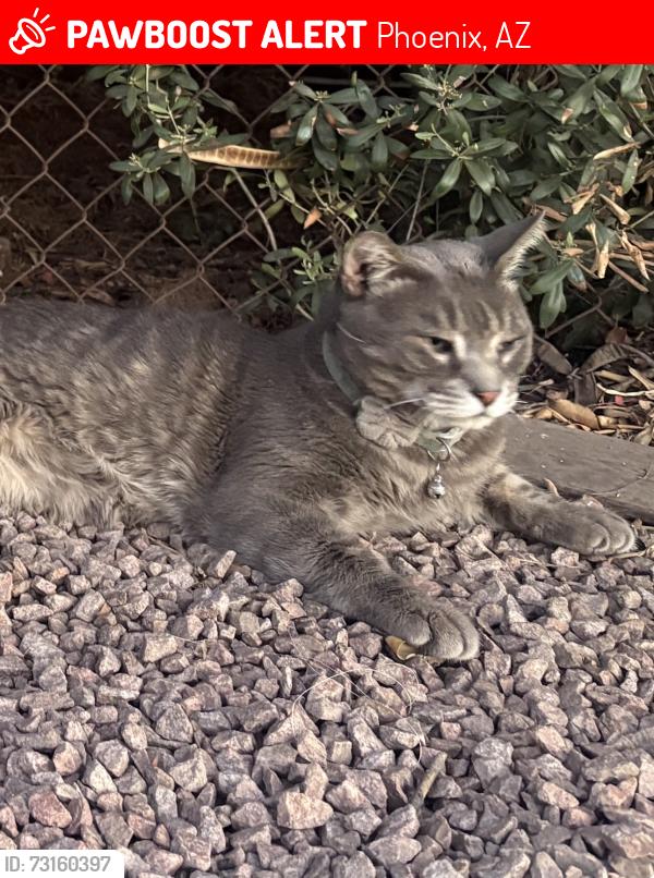 Lost Male Cat last seen North 39th ave, Phoenix, AZ 85029