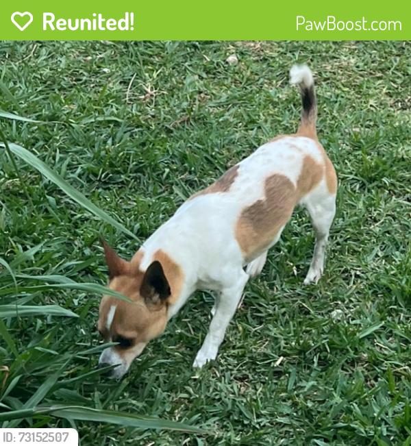Reunited Male Dog last seen Near Cross Timbers, Tom Thumb, Flower Mound, TX 75028