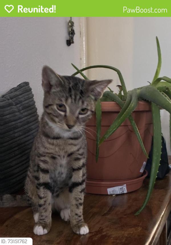 Reunited Female Cat last seen Loder road, Brighton and Hove, England BN1 6PH