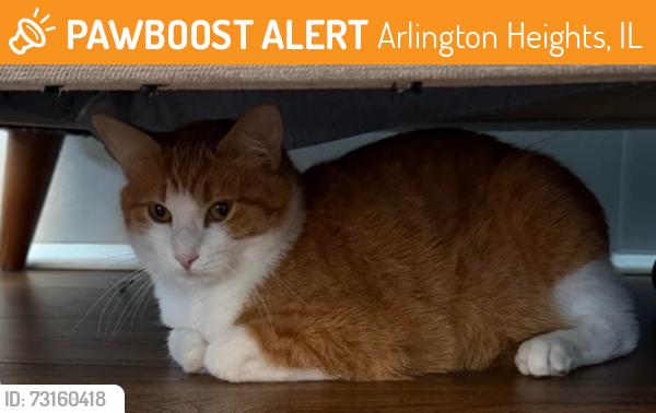 Found/Stray Female Cat last seen S Goebbert Road and E Golf Road, Arlington Heights, IL 60005