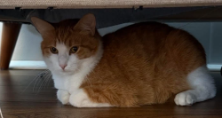 Found/Stray Female Cat last seen S Goebbert Road and E Golf Road, Arlington Heights, IL 60005
