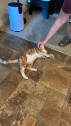 Reunited Male Cat last seen Lakes of Summerville housing development, Summerville, SC 29485