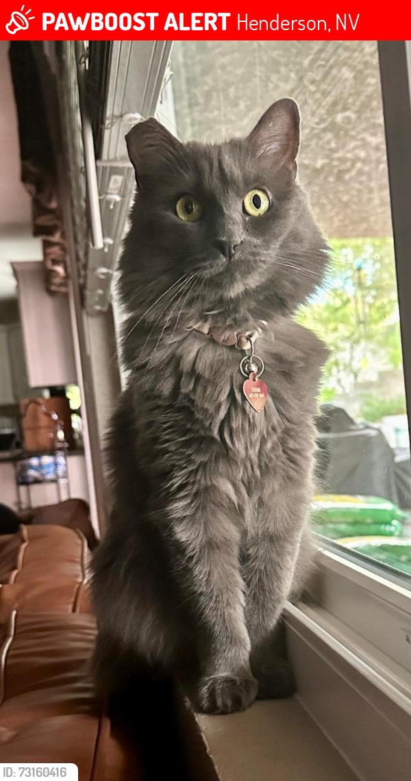 Lost Female Cat last seen Henderson, 89074, Henderson, NV 89074
