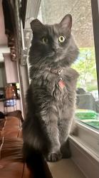 Lost Female Cat last seen Henderson, 89074, Henderson, NV 89074
