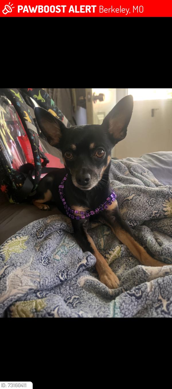 Lost Male Dog last seen Kinloch Park, Berkeley, MO 63134