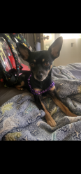 Lost Male Dog last seen Kinloch Park, Berkeley, MO 63134