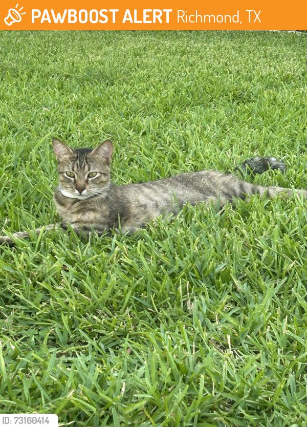 Found/Stray Female Cat last seen Bonbrook Plantation Subdivision Section C, Richmond, TX 77469