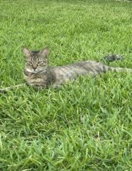 Found/Stray Female Cat last seen Bonbrook Plantation Subdivision Section C, Richmond, TX 77469