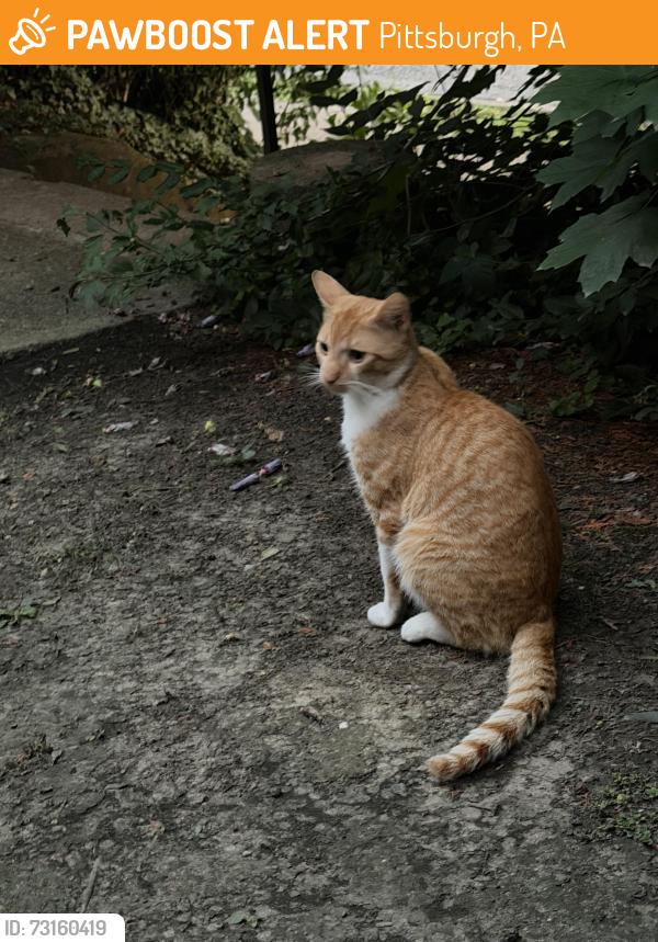 Found/Stray Male Cat last seen hse at 201 South Evaline St, front yard, Pittsburgh, PA 15224