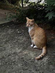 Found/Stray Male Cat last seen hse at 201 South Evaline St, front yard, Pittsburgh, PA 15224