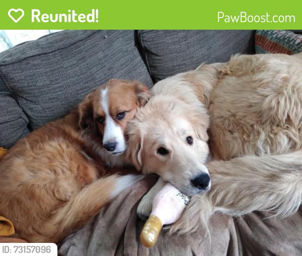 Reunited Male Dog last seen near the river, Minneapolis, MN 55417