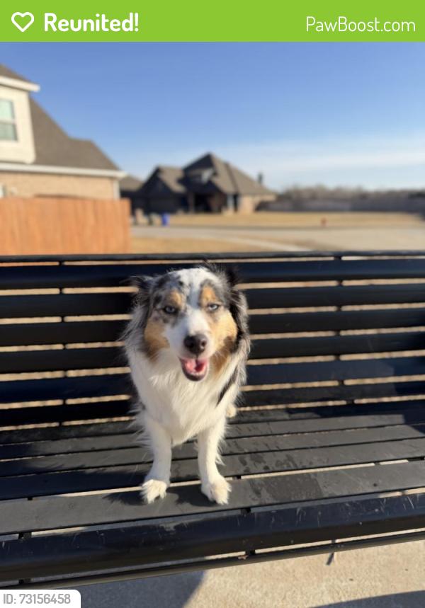 Reunited Female Dog last seen 12th and, Norman, OK 73072
