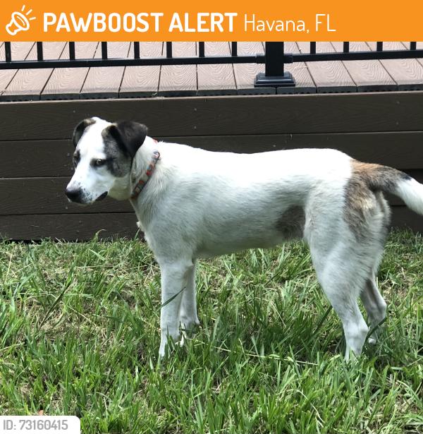 Found/Stray Female Dog last seen US 27 near paintball area and corner bar off Shady Rest, Havana, FL 32333