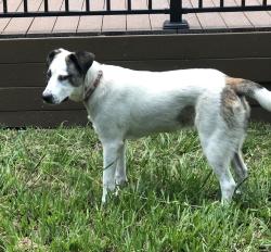 Found/Stray Female Dog last seen US 27 near paintball area and corner bar off Shady Rest, Havana, FL 32333