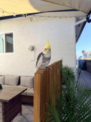 Found/Stray Male Bird last seen 73rd st, San Diego, CA 91941