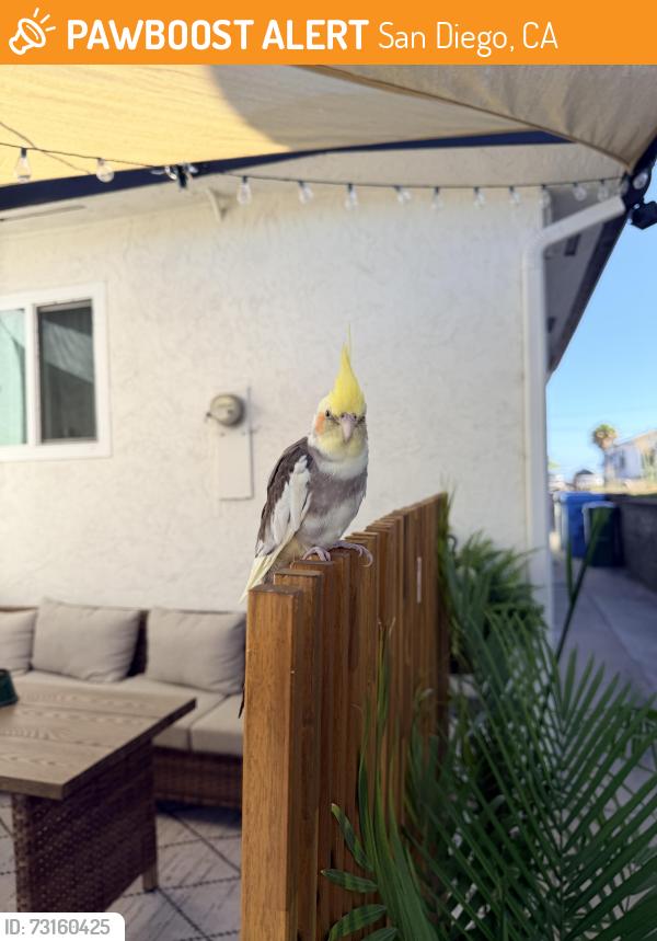 Found/Stray Male Bird last seen 73rd st, San Diego, CA 91941