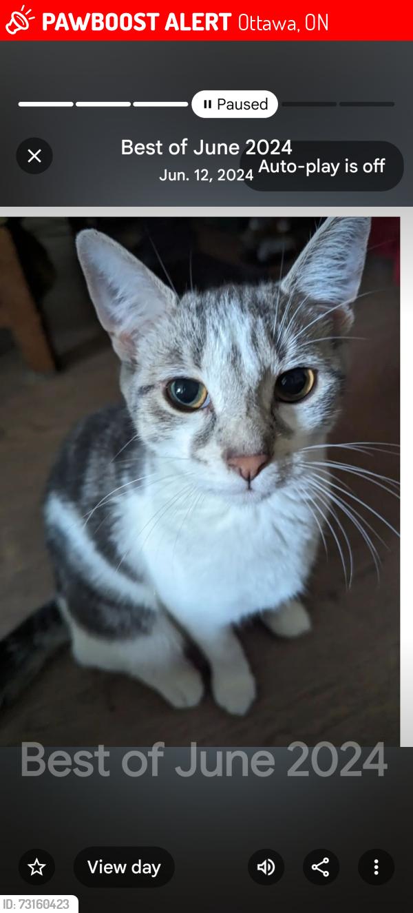 Lost Female Cat last seen Somero private, Ottawa, ON 