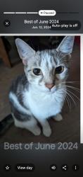 Lost Female Cat last seen Somero private, Ottawa, ON 