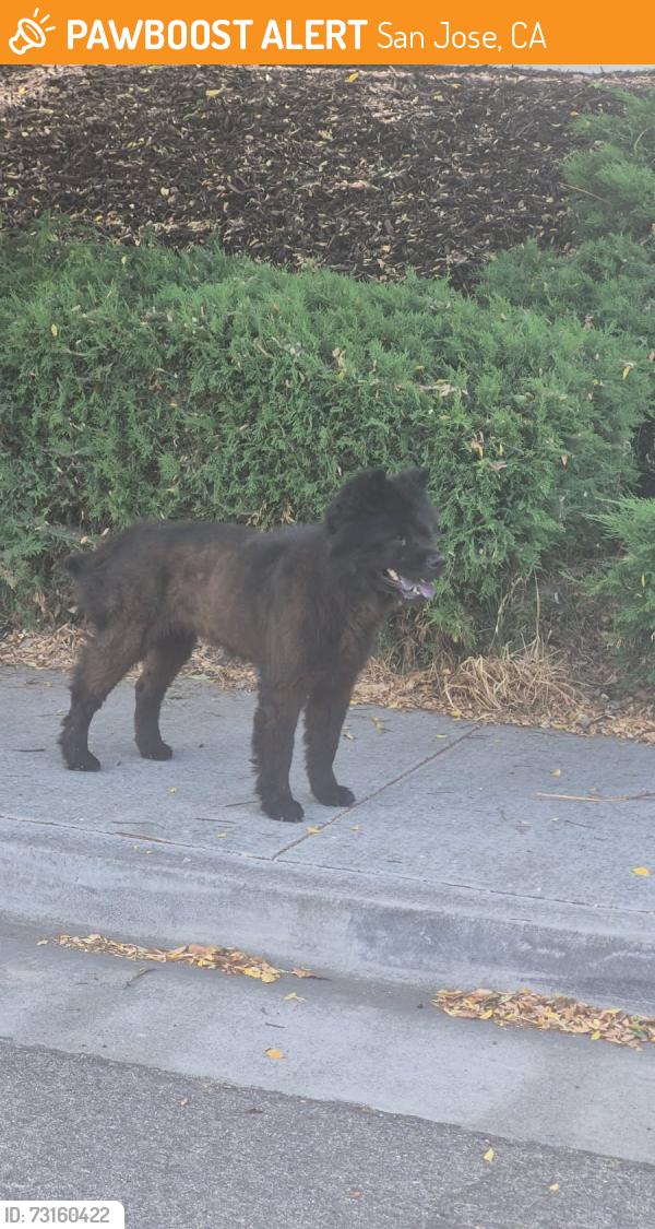 Found/Stray Unknown Dog last seen Pleasant Crest & Silence Drive, San Jose, CA 95148