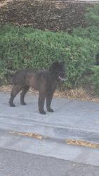 Found/Stray Unknown Dog last seen Pleasant Crest & Silence Drive, San Jose, CA 95148