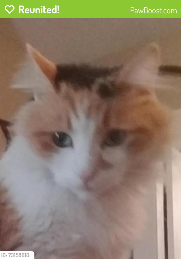 Reunited Female Cat last seen Oak St or russel st, Manchester, NH 03104