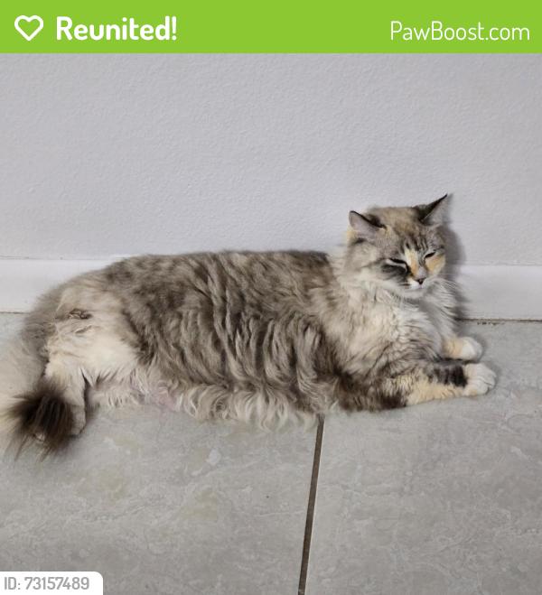 Reunited Female Cat last seen Silversmith Drive, Lutz, FL 33559