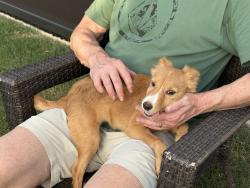 Found/Stray Female Dog last seen Bridgeland lakes parkway, Houston, TX 77433