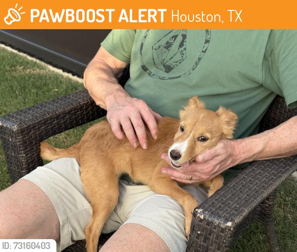 Found/Stray Female Dog last seen Bridgeland lakes parkway, Houston, TX 77433