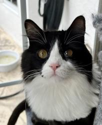 Reunited Female Cat last seen Cactus Cliff, San Antonio, TX 78258