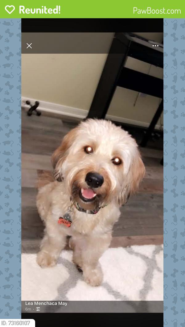 Reunited Male Dog last seen Cart Gate and Tunbury, Houston, TX 77095