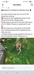 Reunited Male Dog last seen County College of Morris and CVS, Randolph, NJ 07869