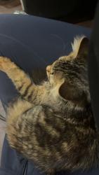 Reunited Male Cat last seen Bybrook, Mississauga, ON 