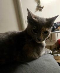 Lost Female Cat last seen North side of 200 east & 2100 south right across from the big apmt building that's located on the left side of the road, in the neighborhood directly across from it, South Salt Lake, UT 84115