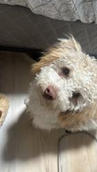 Reunited Male Dog last seen Near Newport Ave, Long Beach, CA 90804, USA, Long Beach, CA 90804
