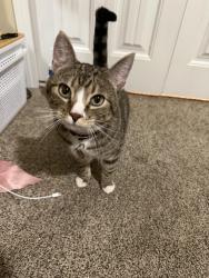 Reunited Male Cat last seen Cheshem and hamstead, Colorado Springs, CO 80907