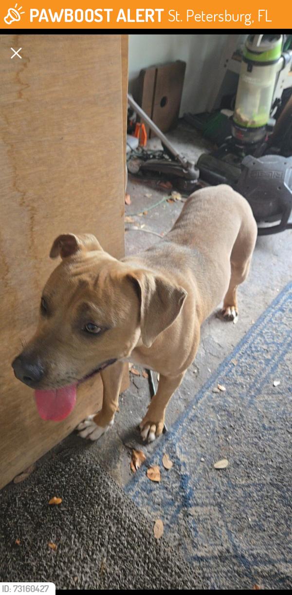 Found/Stray Male Dog last seen Near 54th Ave South and 7th street, St. Petersburg, FL 33705