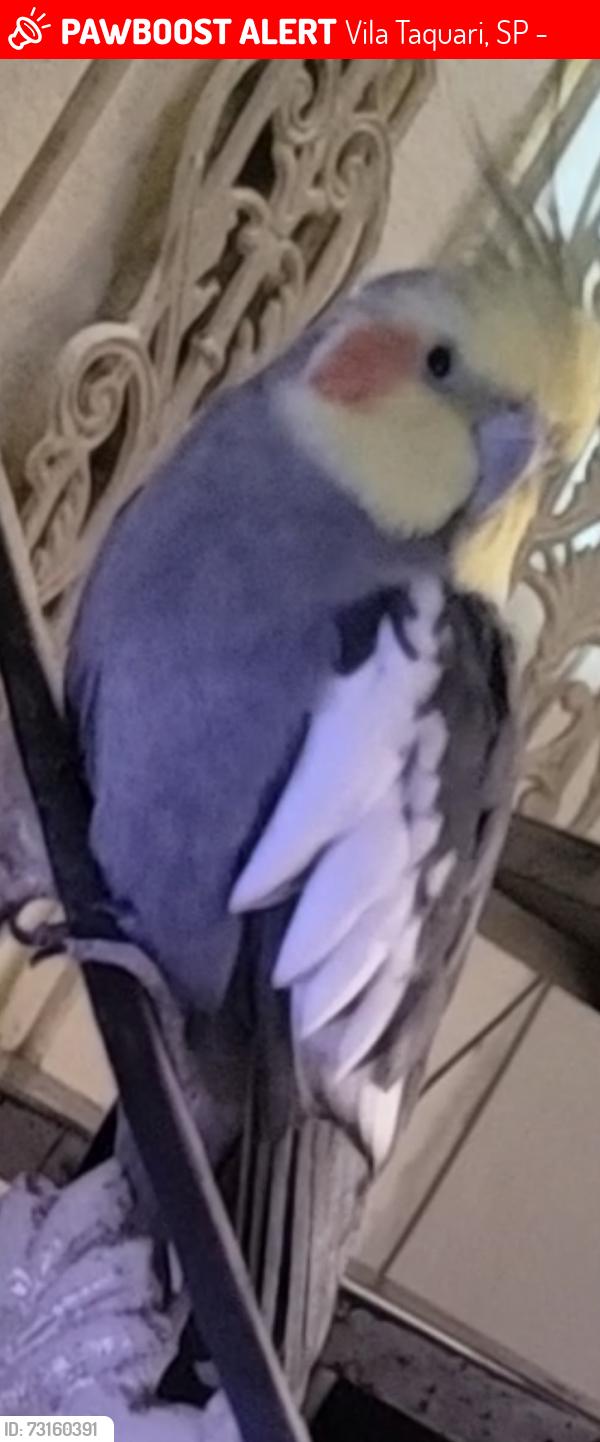 Lost Male Bird last seen Apartamento, Vila Taquari, SP 08230-060
