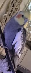 Lost Male Bird last seen Apartamento, Vila Taquari, SP 08230-060